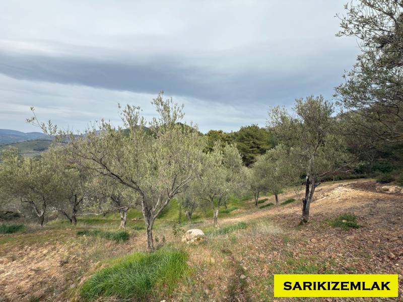 Havran Hallaçlar Mah`daZeytinlik. - 16